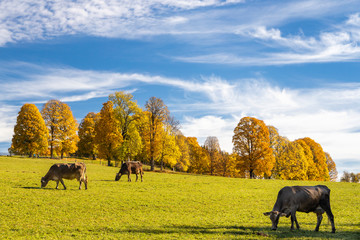 autumn landscape of Dachstein region, Austria