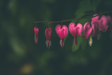 Selectively focused bleeding heart flowers over dark forest background - obrazy, fototapety, plakaty