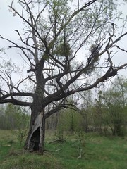 old oak tree
