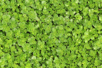 Fresh green young leaves in the spring. Texture background for design.