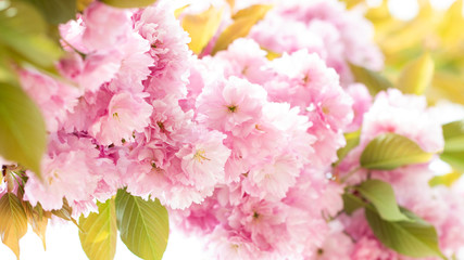 Pink Flowers Sakura decorative tree spring. A bunch of blossoming sakura branch in spring time