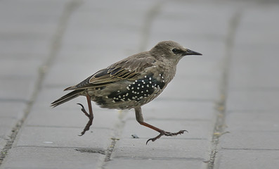 starling, little warbler, wildlife macro portrait bird