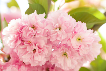 Pink Flowers Sakura decorative tree spring. A bunch of blossoming sakura branch in spring time