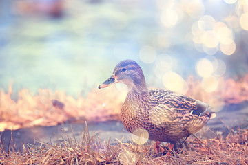 ducks on a pond in autumn, wild birds, duck mallard