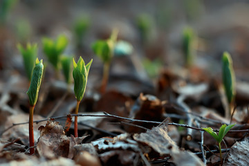 spring bokeh abstract blurred background, sun glare background