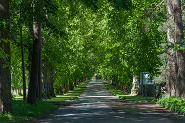 Bus in an avenue surrounded by green trees, Edinburgh, Scotland