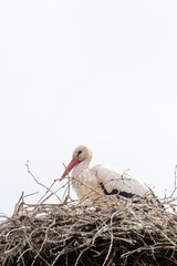 A stork stands in its nest in the spring , white sky in background. copy-space