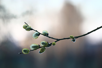 branches of young green leaves and buds, seasonal background, april march landscape in the forest