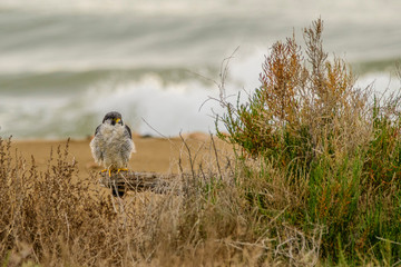 A northern peregrine falcon (Falco peregrinus calidus) in a dead tree in the beach, in it's...
