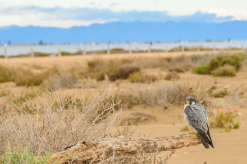 A northern peregrine falcon (Falco peregrinus calidus) in a dead tree in the beach, in it's...
