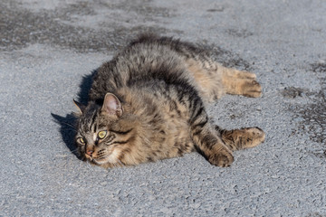 Colorful cat on the street.