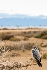 A northern peregrine falcon (Falco peregrinus calidus) in a dead tree in the beach, in it's...