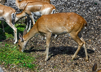 Eld`s deer also known as the thamin or brow-antlered deer. Latin name - Panolia eldii