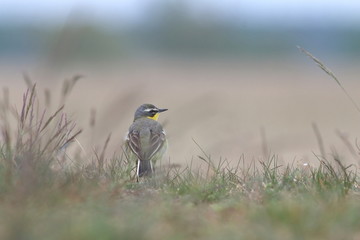 Schafstelze - Motacilla flava