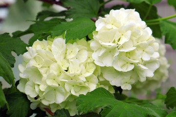 Baldones blooming on the branch in the spring. Texture background for design