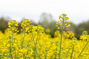 Obraz premium Flowers of oil beet blossomed. Field of rapeseed background. Yellow flowers wallpaper.