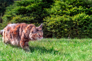 Naklejka na ściany i meble Maine Coon cat hunts in park. Portrait stealthy cat prowling in the grass in the sunny garden. Front view, green background.