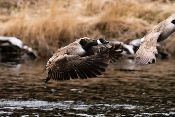 Canada Geese Taking Flight from Pond