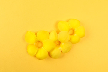 Yellow allamanda bell flower on yellow paper background text copy space minimalist concept