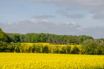 Landschaften, Rapsblüte in Angeln, Schleswig-Holstein/ Ostsee.