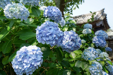 神社に咲くアジサイ