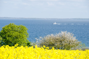 Landschaften, Rapsblüte in Angeln, Schleswig-Holstein/ Ostsee.