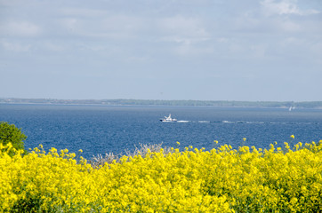 Landschaften, Rapsblüte in Angeln, Schleswig-Holstein/ Ostsee.