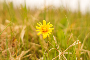 łąka, drzewa, kwiaty, przyroda, owady, słońce, dzień, poranek,  © Rafal