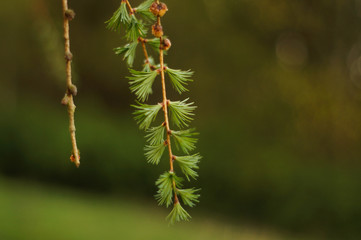 łąka, drzewa, kwiaty, przyroda, owady, słońce, dzień, poranek,  © Rafal