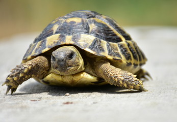 turtle on a rock