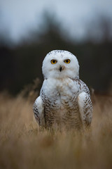 Nyctea scandiaca, Snowy owl The bird is standing on the ground in nice wildlife natural environment of North forest