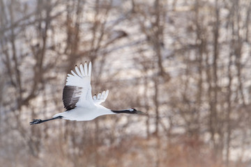 The Red-crowned crane, Grus japonensis The bird is flying in beautiful artick winter environment Japan Hokkaido Wildlife scene from Asia nature.