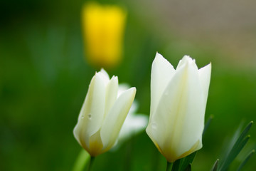 Schöne und Blühende Tulpe in der Natur