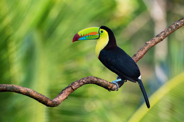 Ramphastos sulfuratus, Keel-billed toucan The bird is perched on the branch in nice wildlife natural environment of Costa Rica..