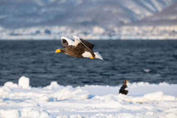 The Steller's sea eagle, Haliaeetus pelagicus  The bird is flying in beautiful artick winter environment Japan Hokkaido Wildlife scene from Asia nature. came from Kamtchatka