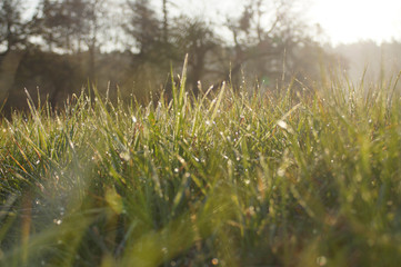 łąka, drzewa, kwiaty, przyroda, owady, słońce, dzień, poranek,  © Rafal