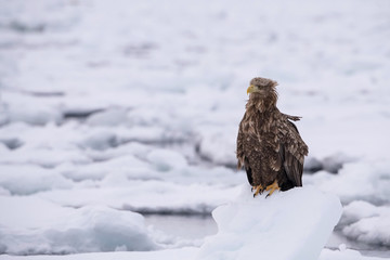 The White-tailed eagle, Haliaeetus albicilla The bird is perched on the iceberg in the sea during winter Japan Hokkaido Wildlife scene from Asia nature. Came from Kamtchatka..