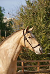 Face portrait of a beautiful champagne spanish filly