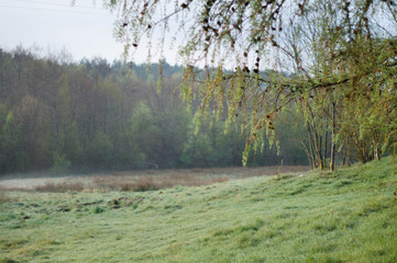 łąka, drzewa, kwiaty, przyroda, owady, słońce, dzień, poranek,  © Rafal