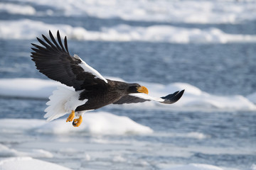 The Steller's sea eagle, Haliaeetus pelagicus  The bird is flying in beautiful artick winter environment Japan Hokkaido Wildlife scene from Asia nature. came from Kamtchatka..