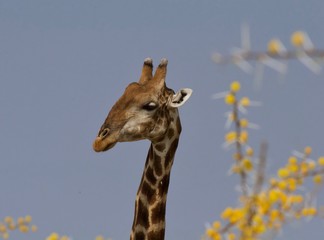 Etosha Park wildlife