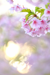 夕暮れの桜
