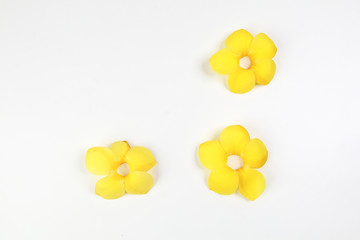 Yellow allamanda bell flower on white paper background text copy space minimalist concept