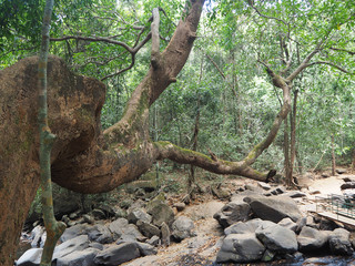 A beautiful landscape with a huge tree in the jungle and dried up stones where water recently flowed
