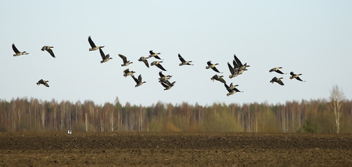 migratory birds flock of geese in the field, landscape seasonal migration of birds, hunting