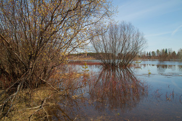 Spring on the lake. Spill in the spring. The trees in the water.