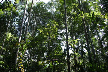 In the middle of Borneo's jungle, Borneo, Malaysia