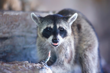 wild nosoha, american raccoon, animal in the wild