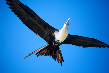 frigate in flight, seabird flies in the blue sky, freedom