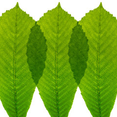 Leaves in a row on white background